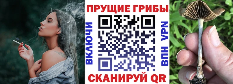 как найти   нарко площадка официальный сайт  Галлюциногенные грибы Magic Shrooms  Вышний Волочёк 